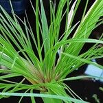 Cyperus papyrus Virág