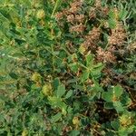 Euphorbia spinosa Kukka