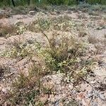 Seseli tortuosum Libunga