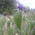 Capsicum pubescensBloem