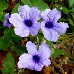 Ruellia tuberosa 花