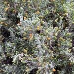 Tetraena fontanesii Hostoa