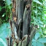 Cyathea arborea Corteza