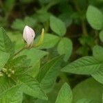 Cleome rutidosperma Flor