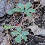 Potentilla canadensis Hoja