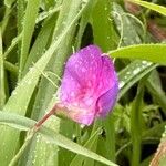 Lathyrus hirsutus Kwiat