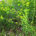 Euphorbia esula Habit