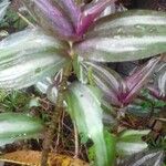 Tradescantia zebrina List