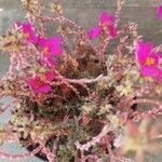 Portulaca pilosa Costuma