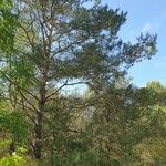 Pinus sylvestris Habitat