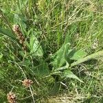 Senecio doronicum Lapas