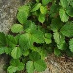 Potentilla sterilisLehti