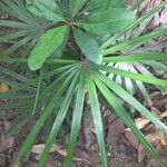 Coccothrinax barbadensis Hoja