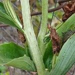 Cephalanthera damasonium Corteza