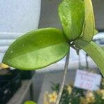 Hoya lacunosa Leaf
