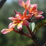 Plumeria rubraFloro