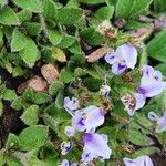 Craterostigma hirsutum Flower