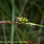 Carex hostiana Φρούτο