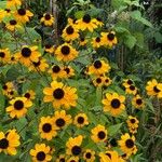 Rudbeckia triloba Flower