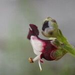 Scrophularia canina Flower
