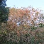 Tapinanthus dependens Hábito