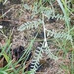 Astragalus baionensis ഇല