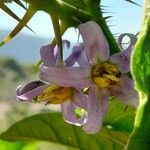 Solanum palinacanthum