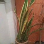 Sansevieria trifasciata Habit