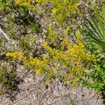 Solidago odoraFlower