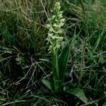 Platanthera hyperborea Habitus