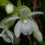 Epidendrum octomerioides Цветок