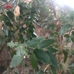 Cayaponia quinqueloba Blad