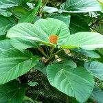 Ficus auriculata Folha