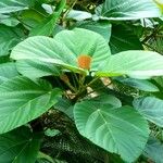 Ficus auriculata Blad