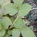 Rubus caesius Folha