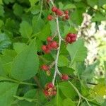 Rhus aromaticaFruit