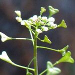 Capsella rubella Flor