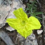 Oenothera hartwegii Flor