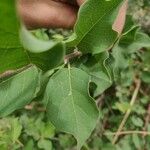 Combretum aculeatum Hoja