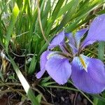 Iris unguicularis Květ