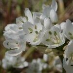 Allium pendulinum Flor