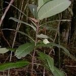 Atractocarpus pterocarpon Habit