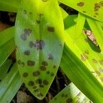 Orchis masculaপাতা