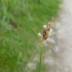 Blysmus compressus Flower