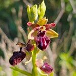 Ophrys sphegodesᱵᱟᱦᱟ