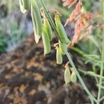 Crotalaria brevidens Φρούτο