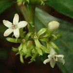 Psychotria ebensis Kwiat