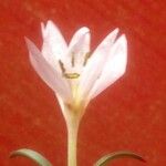 Crocus danfordiae