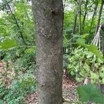 Crataegus viridis Corteccia