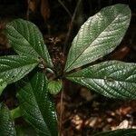 Cordia nodosa Blatt